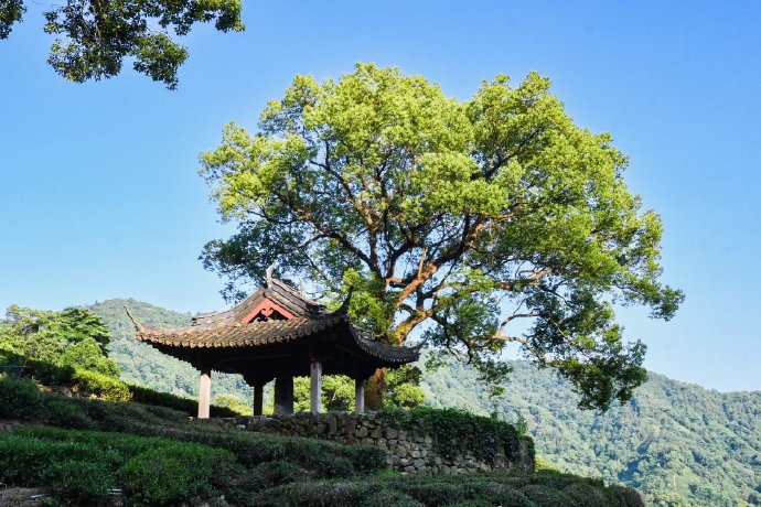 Meijiawu-Tea-Plantation